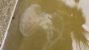 Jellyfish swims into Texas man's flooded yard after Nicholas dumps rain