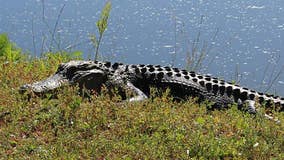 South Carolina alligator attack on woman ends after neighbor whacks reptile with shovel