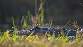 Florida woman, 74, injured while rescuing pet dog during gator attack