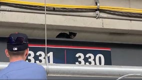 Cat scurries along beam in upper deck before Braves-Phillies