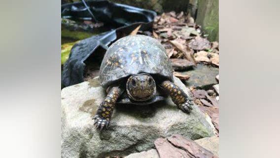 Johns Creek police searching for teens who allegedly stole turtles from nature preserve