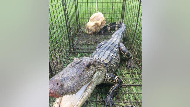 Officer uses raw chicken in safely removing alligator from Georgia family's pond