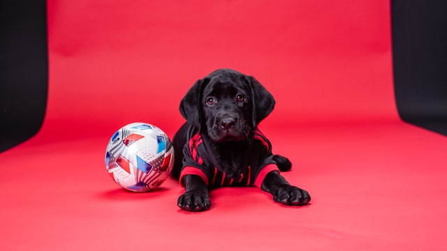 Atlanta United welcomes new service dog to team
