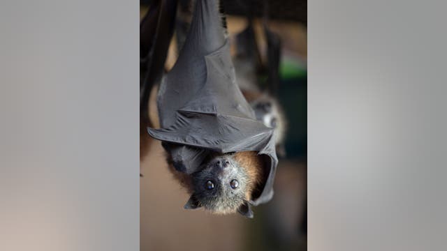 Illinois man dies of rabies after contact with bat, declining treatment
