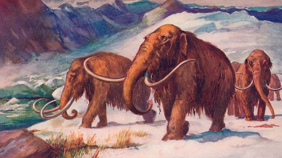 Woolly mammoth