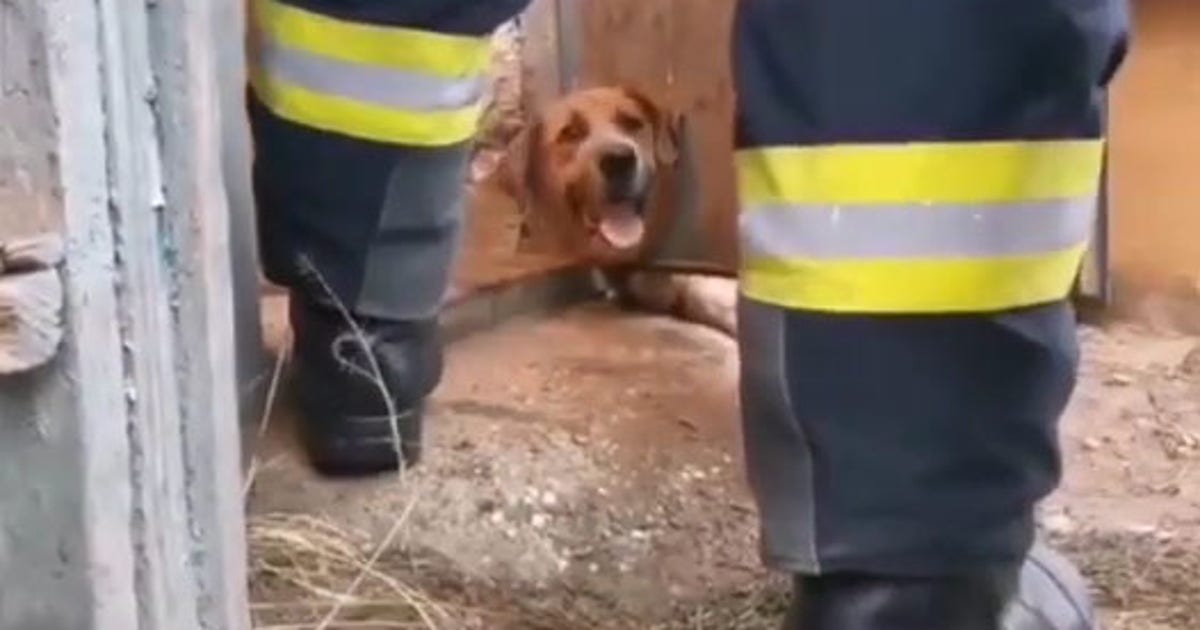Dog rescued by firefighters after getting head stuck in iron door | FOX ...