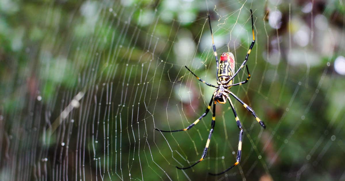 Invasive Joro spiders weaving webs throughout Georgia | FOX 5 Atlanta