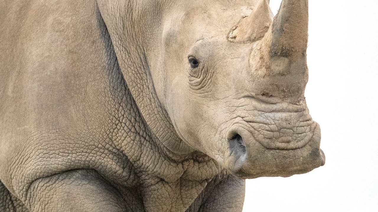 Zoo Atlanta welcomes female white rhinoceros to Savanna habitat