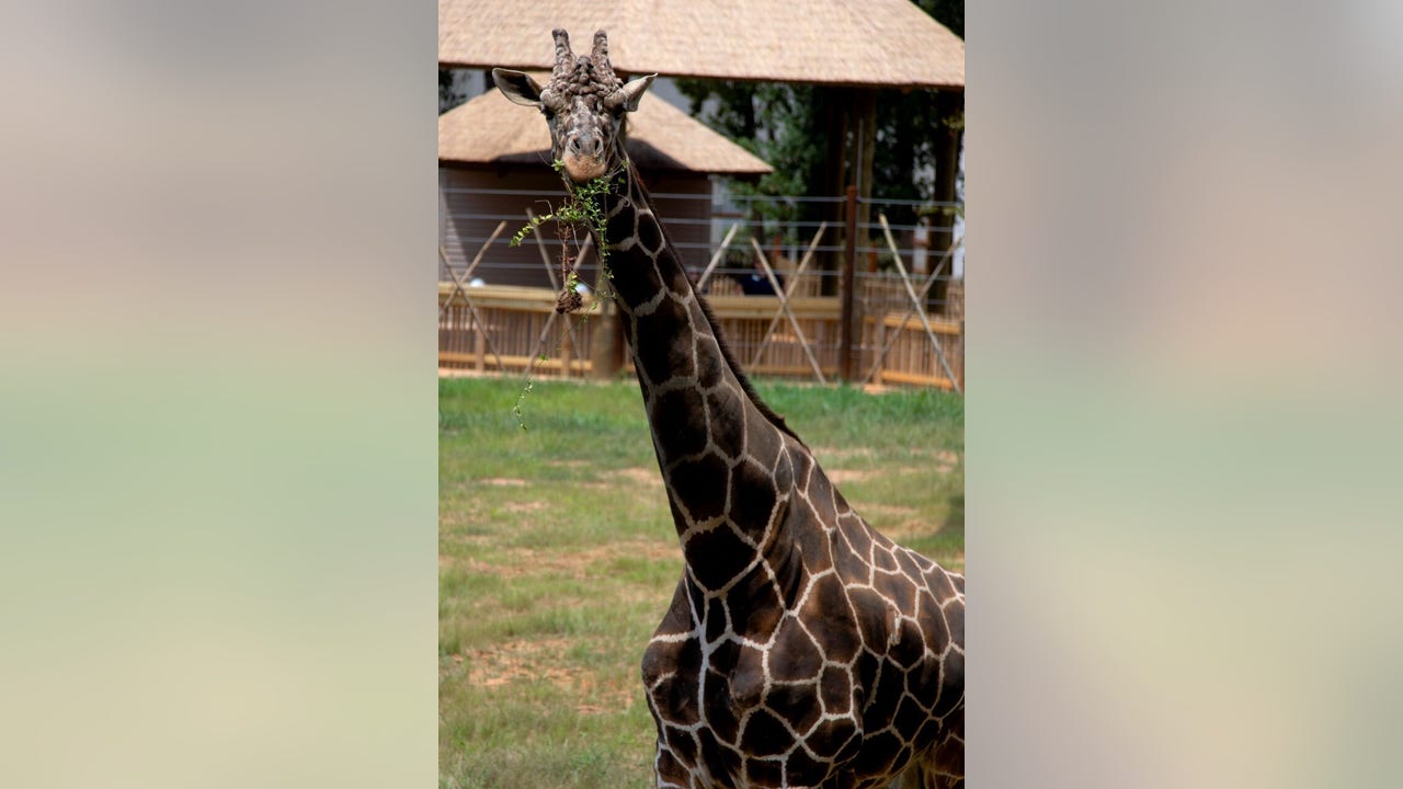 Oldest giraffe at Zoo Atlanta euthanized due to failing health | FOX 5