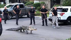 Alligator on leash walked by police officers in North Carolina