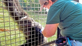 North Georgia sanctuary vaccinates chimpanzees for COVID-19 vaccine