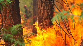 California fires may have killed hundreds of giant sequoias