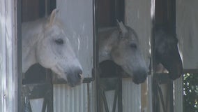 Buckhead group helps sex trafficking survivors through horse therapy