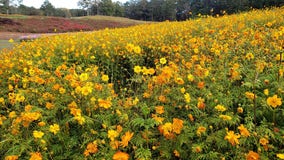 'Wild' fall colors bloom at Ball Ground’s Gibbs Gardens