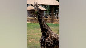 Oldest giraffe at Zoo Atlanta euthanized due to failing health
