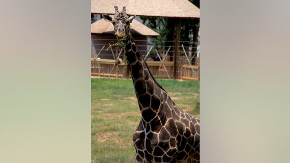 Oldest giraffe at Zoo Atlanta euthanized due to failing health