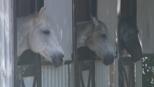 Buckhead group helps sex trafficking survivors through horse therapy