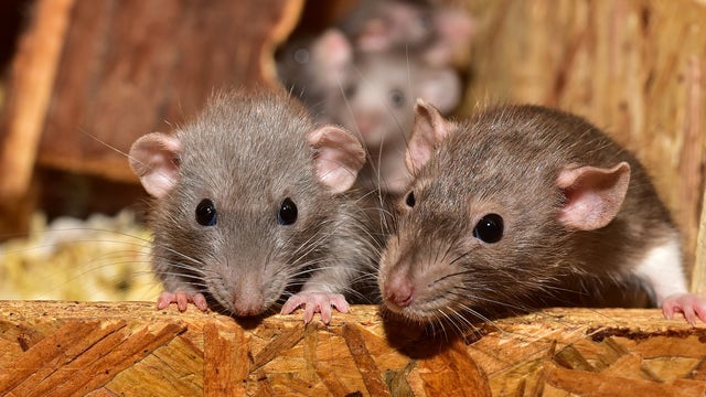 Atlanta named one of the 'rattiest' cities in America