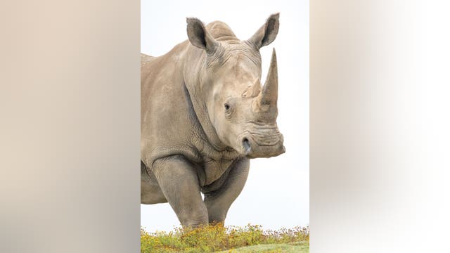 Zoo Atlanta welcomes female white rhinoceros to Savanna habitat