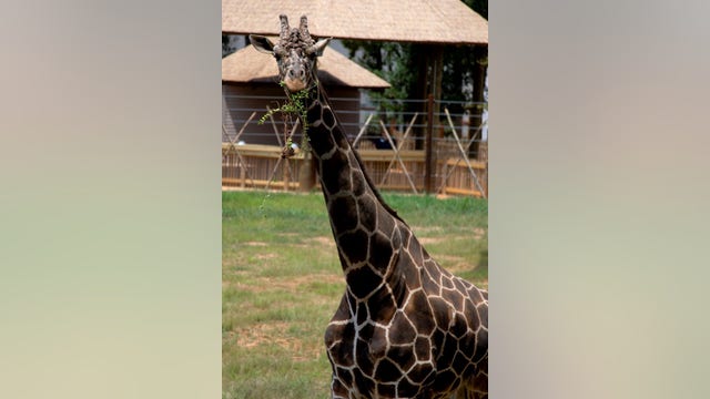 Oldest giraffe at Zoo Atlanta euthanized due to failing health