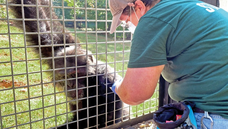 PROJECT CHIMPS VACCINATION