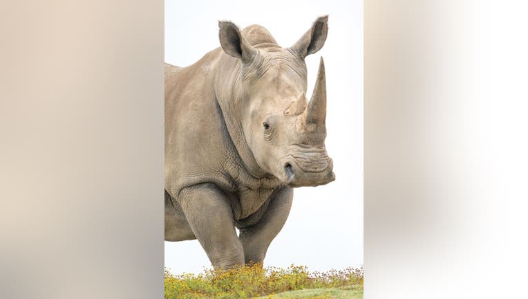 Kiazi, Southern white rhino