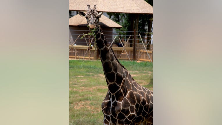 Abu, Zoo Atlanta's oldest giraffe, had to be put down due to failing health, zoo officials said.