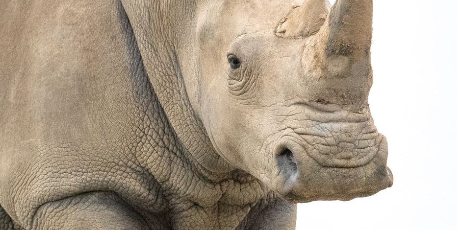 ＊ Rino ＊ Zebco Rhino RSP240 Spinning Fishing Reel Size 30 Anti-Reverse