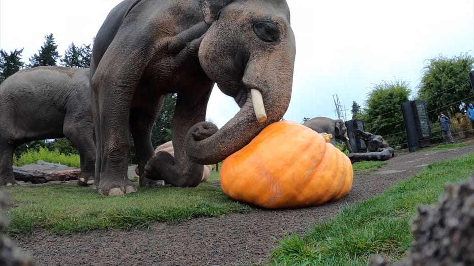 ELEPHANT PUMPKIN 16x9