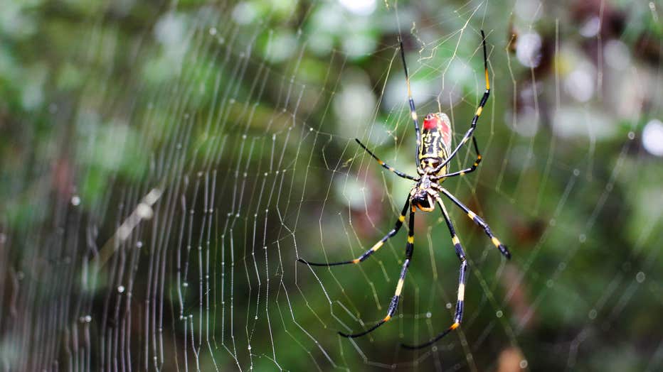 A female Joro spider is suspended in entomologist Will Hudson's yard in Winterville, Georgia. The invasive spider is harmless to humans, and researchers are examining their impact on local ecology (University of Georgia College of Agriculture & Environmental Sciences).