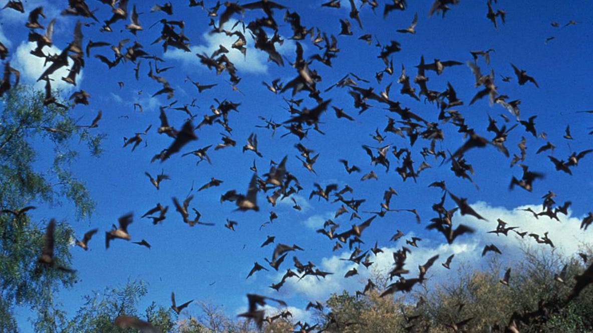 Rabid bat found in Stone Mountain area of DeKalb County