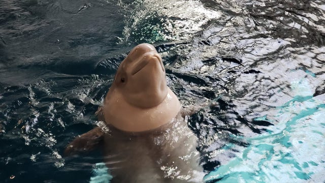Georgia Aquarium creates holiday 'gift guide'