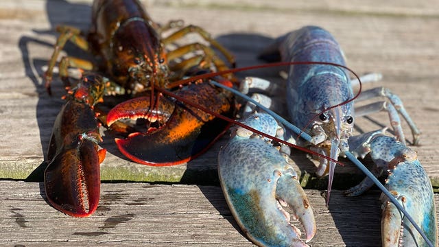 Maine lobsterman scores 1-in-100 million catch: an ultra-rare cotton candy lobster