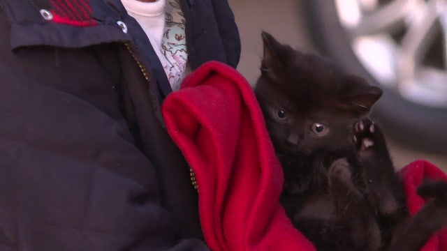Metro Atlanta woman rescues kitten from car's engine