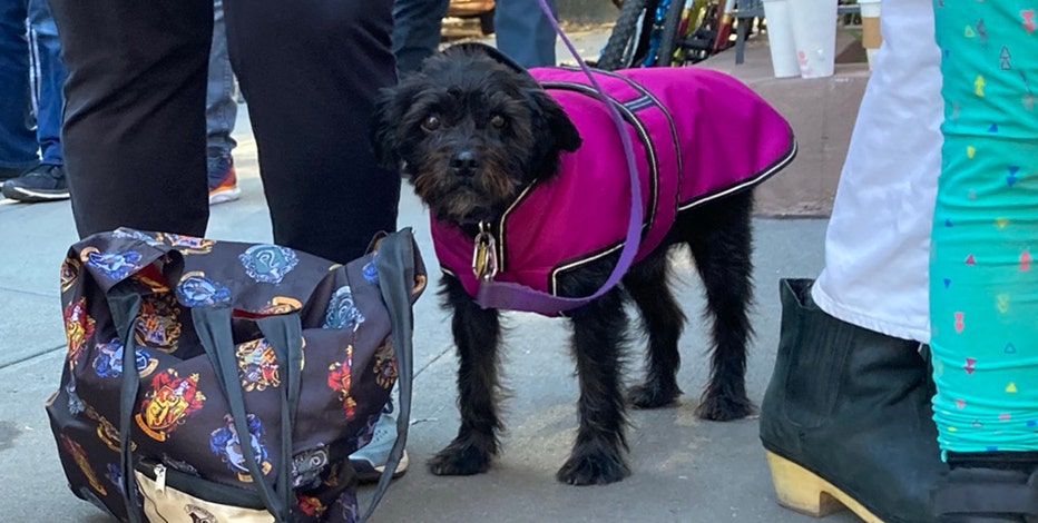 a dog with a burgundy coat means