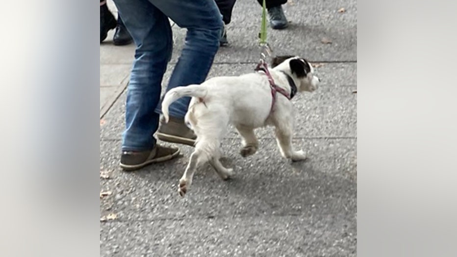 dogs-of-nyc-marathon-2.jpg