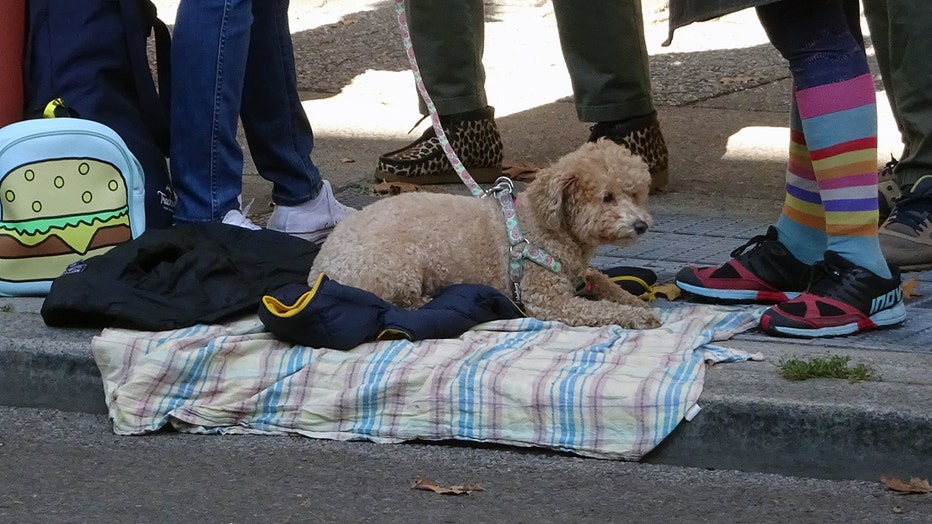 dogs-of-nyc-marathon-22.jpg