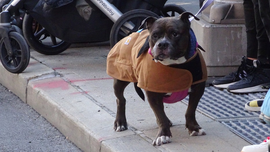 dogs-of-nyc-marathon-23.jpg