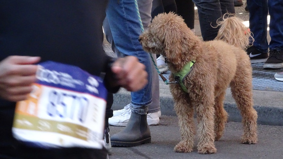 dogs-of-nyc-marathon-30.jpg