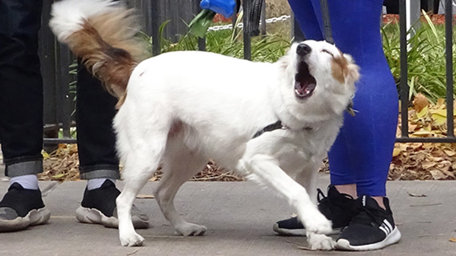 dogs-of-nyc-marathon-44.jpg