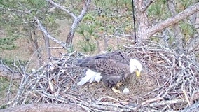 Berry College eagle lays first egg of the season