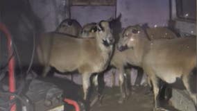 Marietta officers surprised by flock of sheep during traffic stop