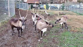 We found Santa’s reindeer … and they’re not at the North Pole