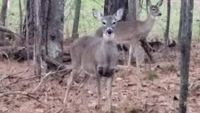 Georgia park opens to deer hunters for three days