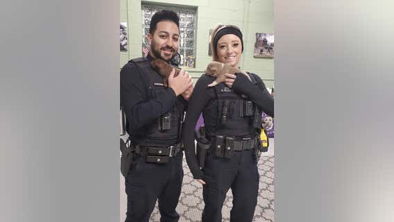 Detroit cops rescue puppies trapped in abandoned home's mattress spring