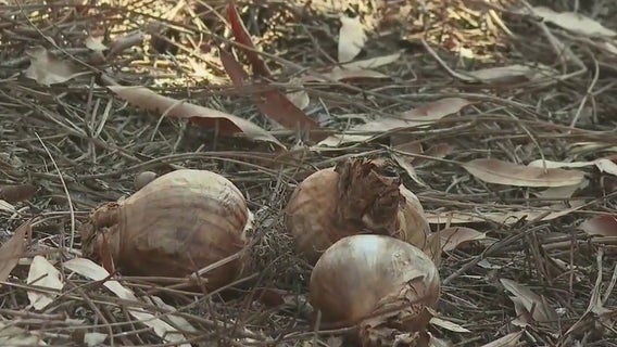 Georgia universities take part in global memorial for child Holocaust victims