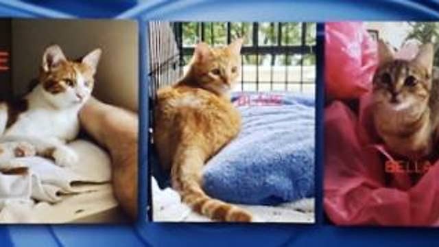 SUV stolen with cats inside, man desperate to get them back