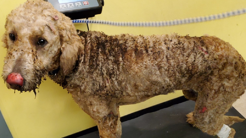 Police in DeKalb County released this photo of a dog that was set on fire.