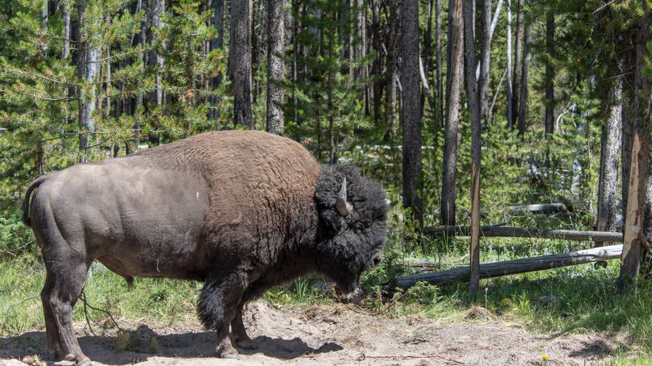 Yellowstone National Park Officials Discuss Wildfire Management