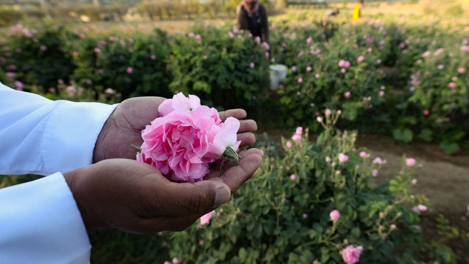 SAUDI-AGRICULTURE-ROSES